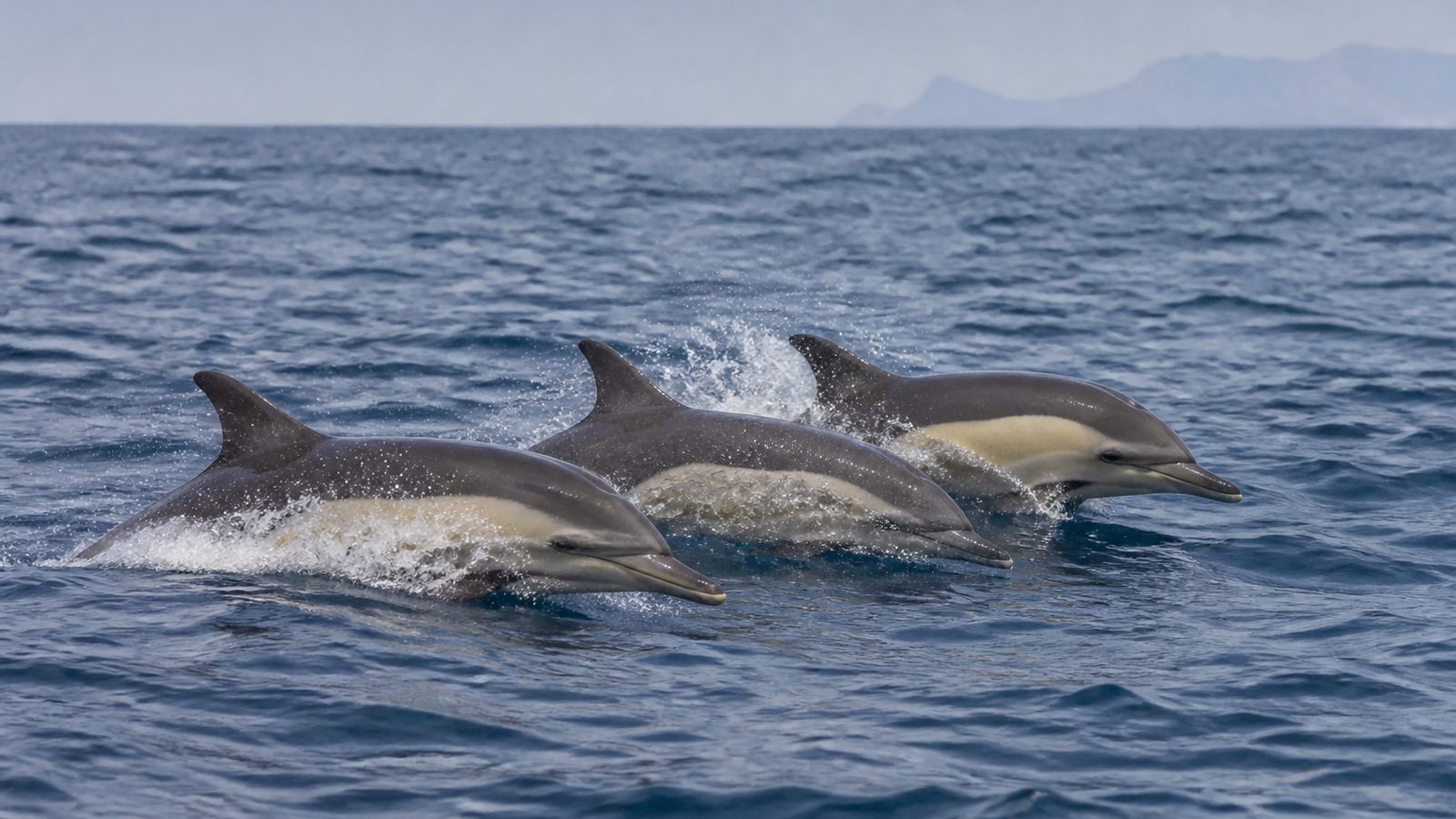 Dolphins at the surface in open Atlantic water